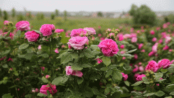 Osmanlı'nın "gül bahçesi" Edirne'de yine her yerde güller açacak