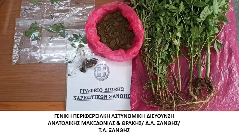 İskeçe’deki bahçesinde hint keneviri yetiştiriyormuş!