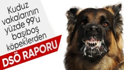 DSÖ: Kuduz vakalarının yüzde 99'u sahipsiz köpek kaynaklı