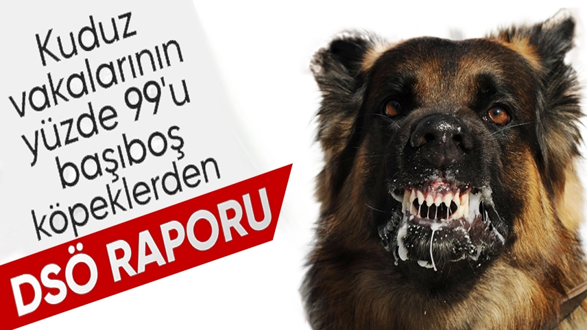 DSÖ: Kuduz vakalarının yüzde 99'u sahipsiz köpek kaynaklı