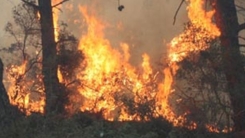 Ruşenler yakınındaki yangın 40 dönümlük ormanlık alana zarar verdi