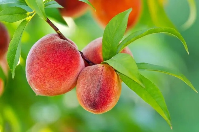 Bursa'nın şeftalisi coğrafi işaret olarak tescili aldı!