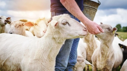 Yunanistan'da koyun-keçi vebası (PPR) nedeniyle bazı tedbirler alındı