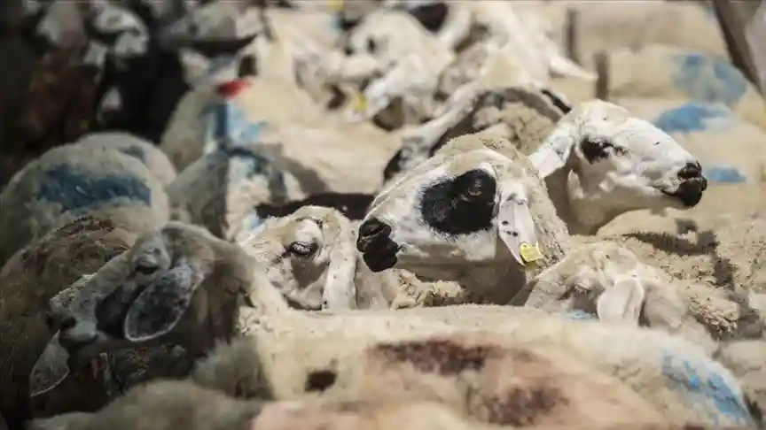 Doğu Makedonya ve Trakya Bölgesi’nde veba virüsü nedeniyle 630 hayvan itlaf edildi