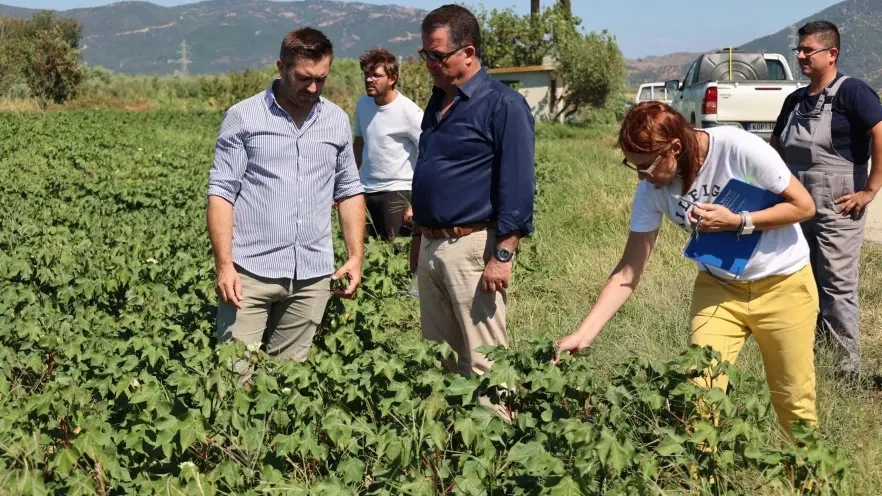 Yeşil kurt, Rodop ilindeki pamuk üretimini tehdit ediyor