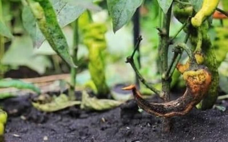 Erdem Hüseyin, zarar bildirimleri için ek süre verildiğini duyurdu