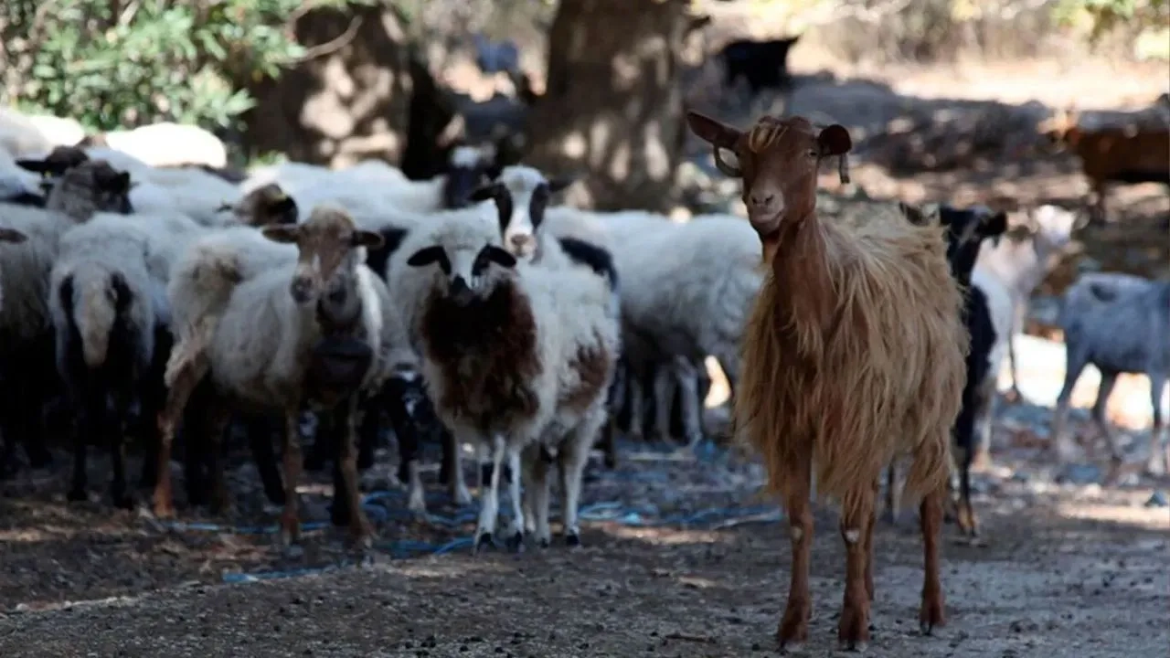 Veba nedeniyle getirilen koyun ve keçi kısıtlamaları kaldırılıyor