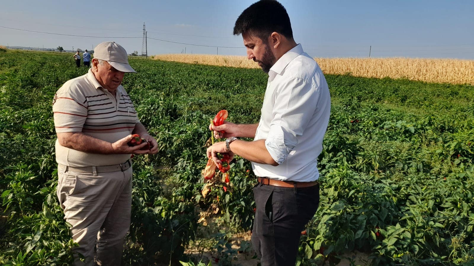 Aşırı sıcaklardan zarar gören ürünlerin hasar tespiti yapıldı
