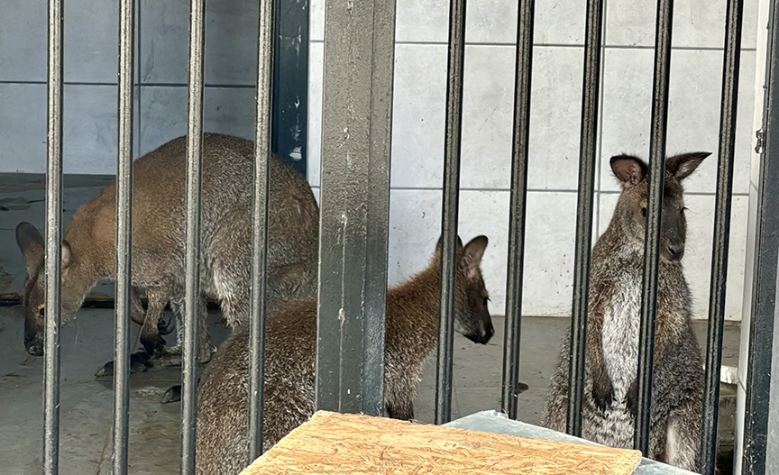 Pazarkule Sınır Kapısı'nda bir otomobilde aralarında alpakaların da olduğu cins hayvanlar ele geçirildi