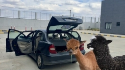 Türkiye-Yunanistan sınırında cins hayvan kaçakçılığı