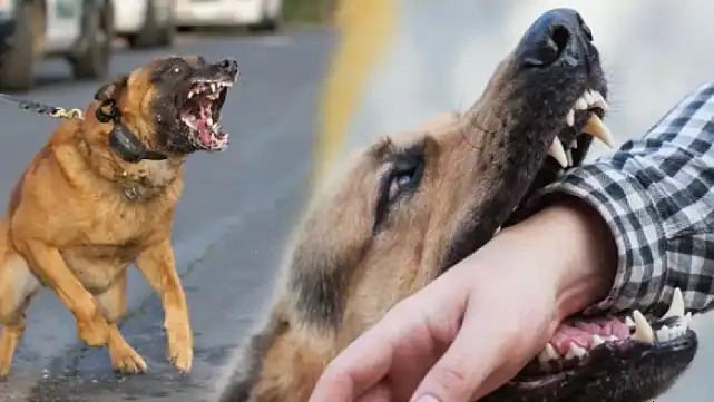 Gümülcine'de 9 yaşındaki çocuğa sokak köpeği saldırdı