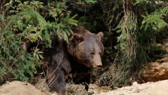 Vahşi ayı dehşeti: Baba ve oğlunu öldürdü