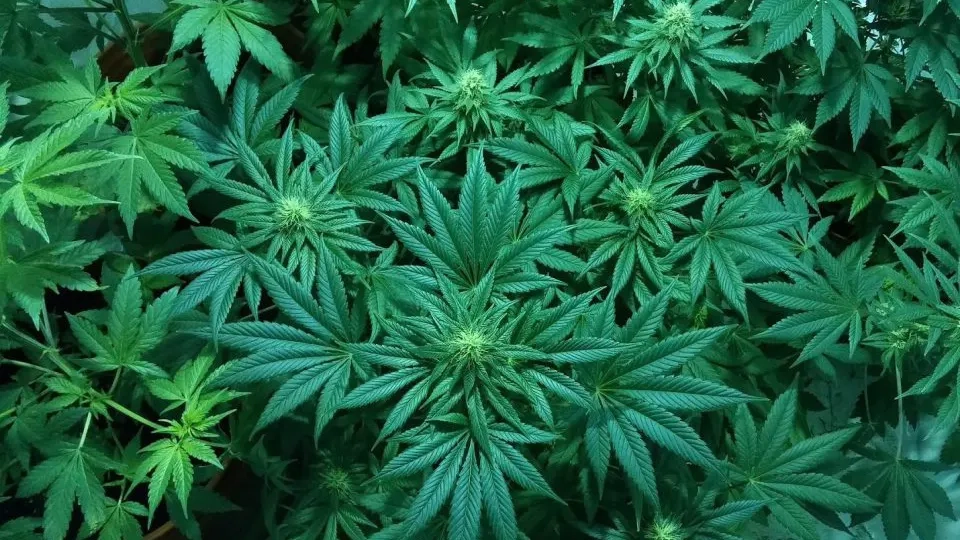 Mısır tarlasında ekili 8 binden fazla kenevir bitkisi imha edildi