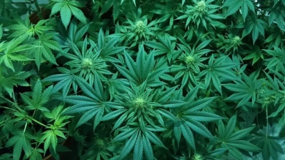 Mısır tarlasında ekili 8 binden fazla kenevir bitkisi imha edildi