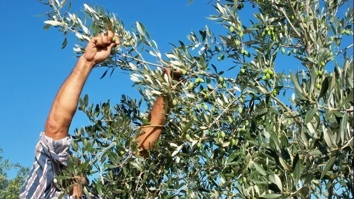 Avrupa Birliği'nde bu sene daha fazla zeytin üretildi