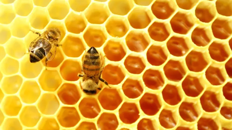 Rodop Arıcılar Derneği sorunlara çözüm arıyor