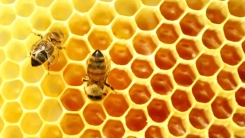 Rodop Arıcılar Derneği sorunlara çözüm arıyor