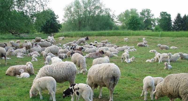 Canlı küçükbaş hayvan alım satımı yasaklandı