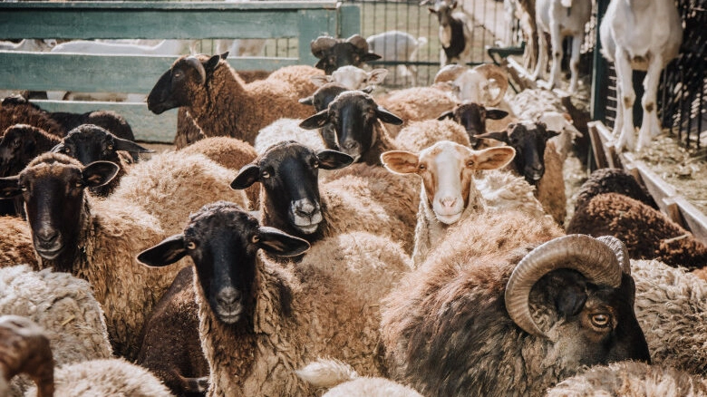 Çiçek hastalığı alarmı: 17 bin 500 küçükbaş hayvan itlaf edildi