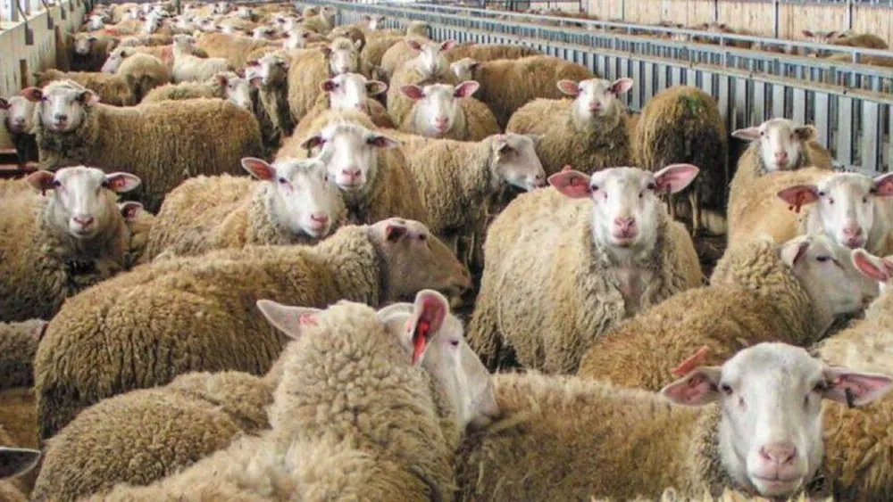 Rodop ilinde 30 küçükbaş hayvan sürüsü yok edilecek