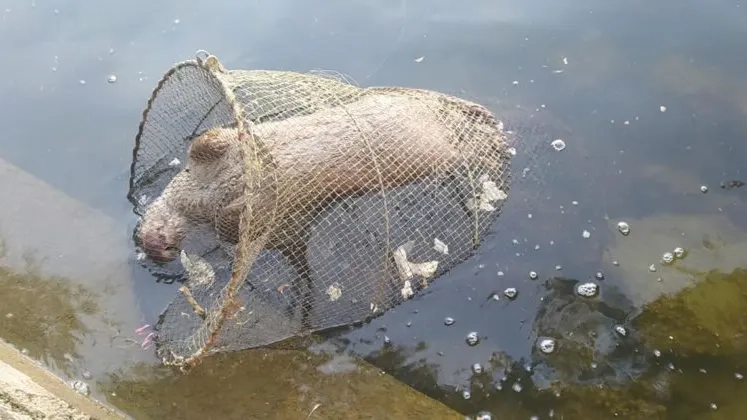  Yunusların neden olduğu zararlar için Rodop ilindeki balıkçılara tazminat ödenecek