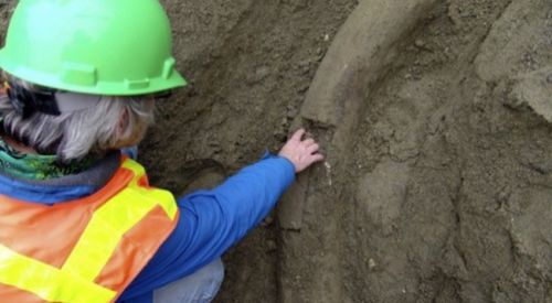 Buz Devri'nin Sırları Çözülüyor