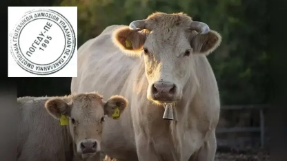 POGEDY'den Şap hastalığı alarmı: "İthalat derhal yasaklansın"