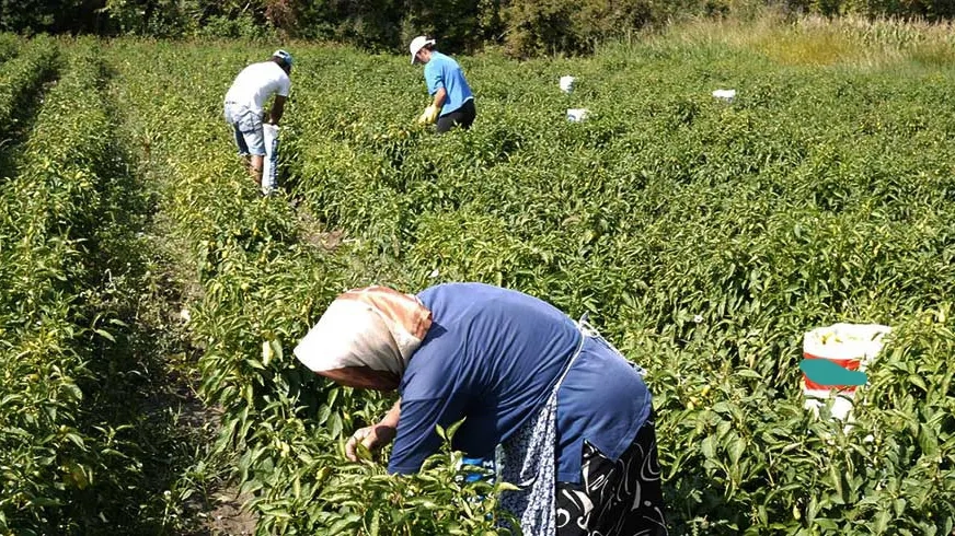 Yunanistan, 2024’te AB’nin en çok saat çalışan ülkesi oldu