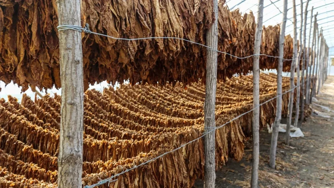 AB’de yeni tütün vergisi teklifi tartışmaları alevlendirdi