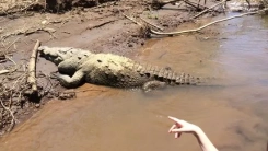 Nehirde dehşet: Çocuk topunu almak isterken timsah tarafından öldürüldü