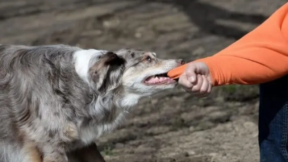 10 yaşındaki kız çocuğuna sokak köpeği saldırdı: Aileden suç duyurusu