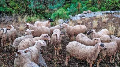 İskeçe'de hastalığı yayan iki sürü sahibine suç duyurusu