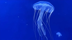 Ege Denizi sahillerinde çok sayıda mor denizanası görüldü