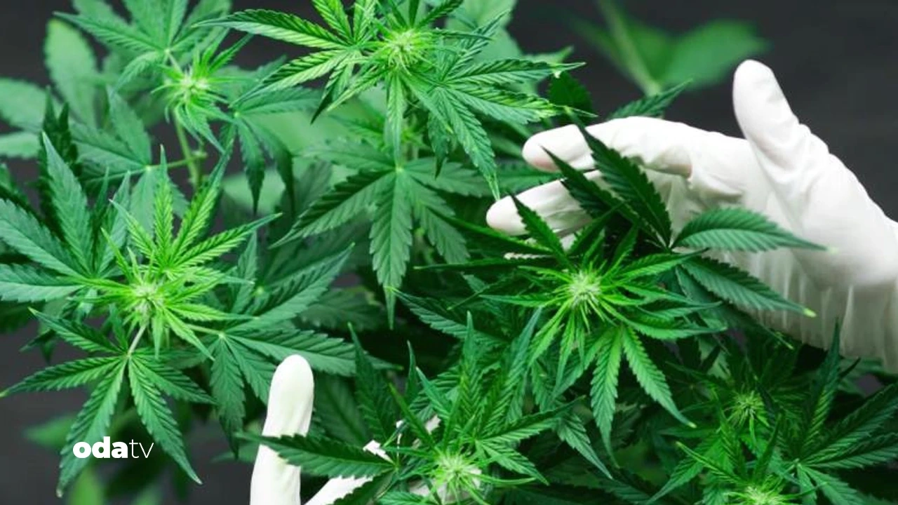 Eczanelerde kenevir satılacak