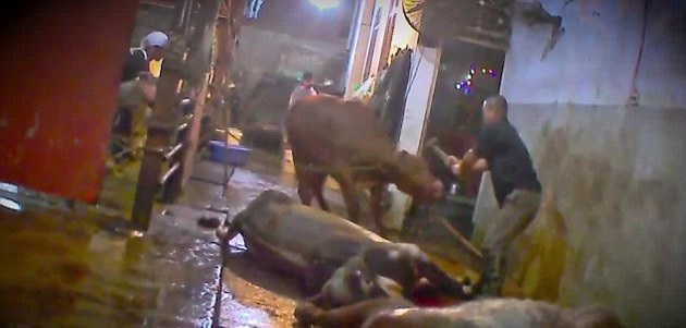 Vahşet: Hayvanları Kafalarına Balyozla Vurarak Öldürdüler