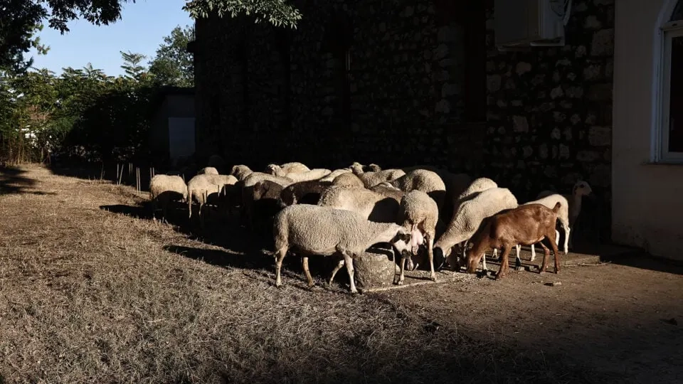  Tesalya'da koyun-keçi çiçeği alarmı: 22 çiftlik etkilendi