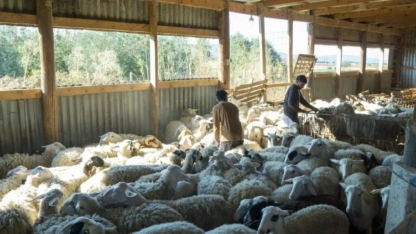 Yunanistan'da 15,9 milyon kayıtlı küçükbaş hayvan var, ortada süt yok!