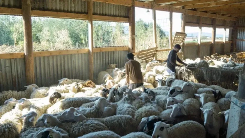 Yunanistan’da koyun çiçeği alarmı: Binlerce hayvan itlaf edildi, çiftçiler endişeli