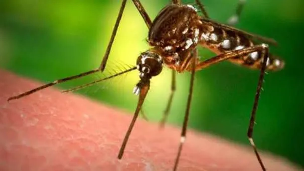 DSÖ’den küresel chikungunya alarmı: 5,6 milyar kişi tehlikede