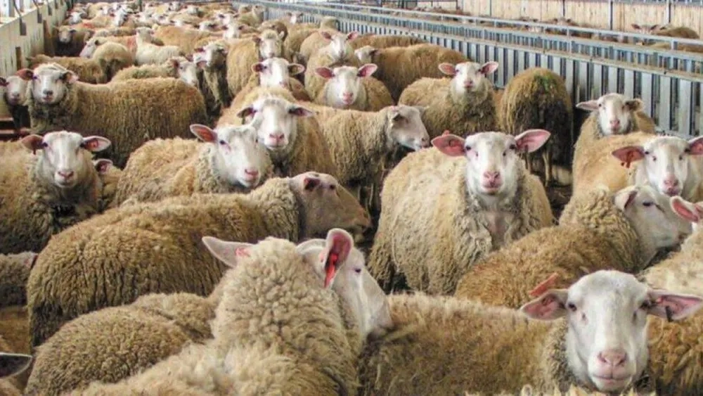 Hastalıklardan zarar gören küçükbaş hayvan yetiştiricilerine destek!