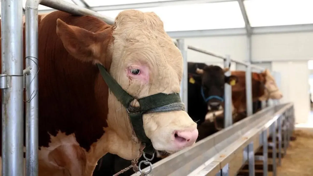  Mora Yarımadası'nda şarbon bakterisi nedeniyle hayvan ölümleri görüldü