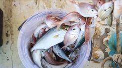 İnfografik | Denizlerde rekor sıcaklık, av sezonuna yansıyor