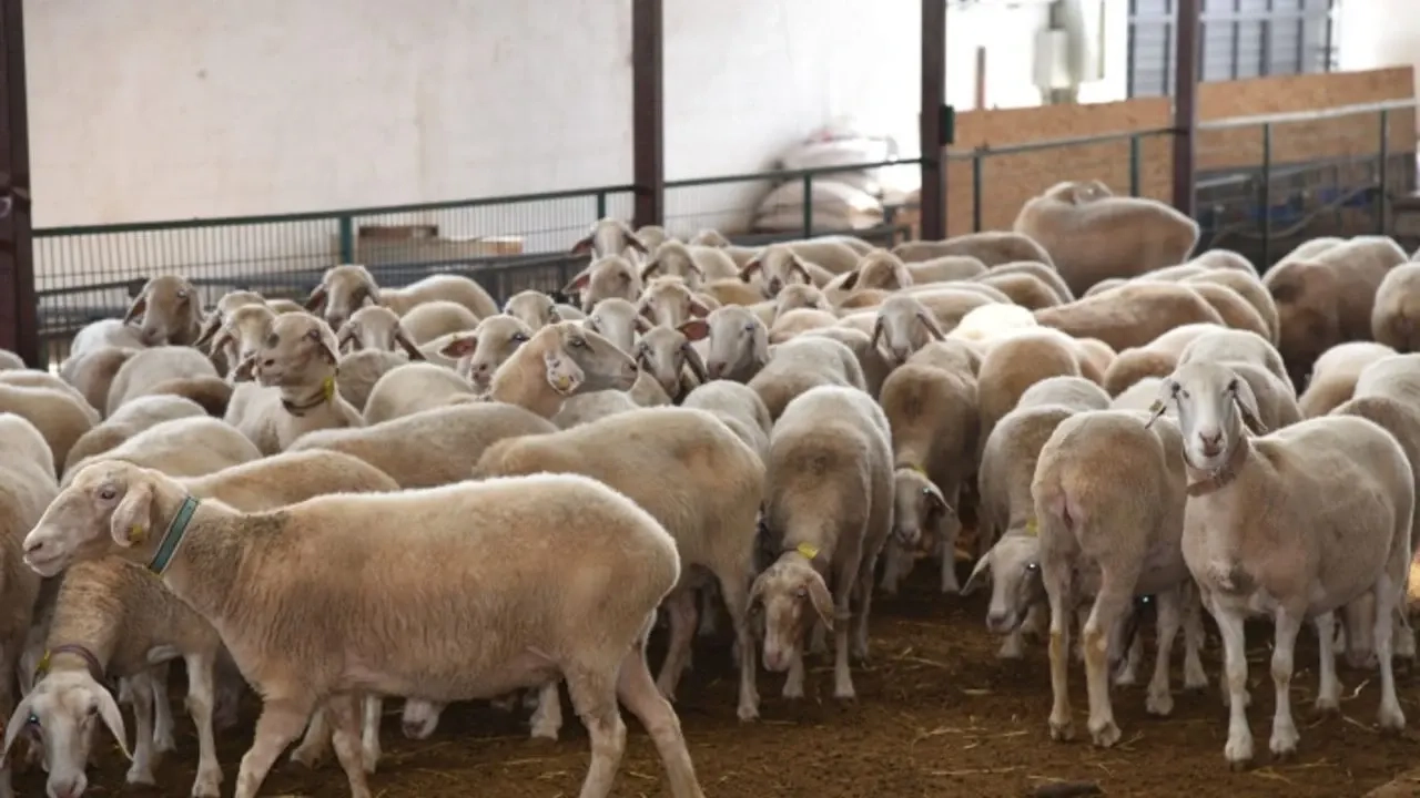 İskeçe’de çiçek hastalığı alarmı: Hayvancılık felç oldu, en büyük kayıp İnhanlı’da
