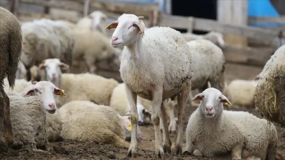 Çiçek hastalığı Mustafçova Belediyesi köylerine de sıçradı