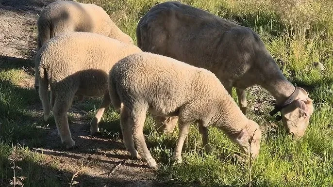 Doğu Makedonya-Trakya’da mavi dil alarmı: Beş ilde vakalar tespit edildi