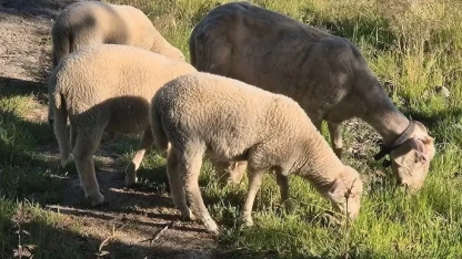 Doğu Makedonya-Trakya’da mavi dil alarmı: Beş ilde vakalar tespit edildi