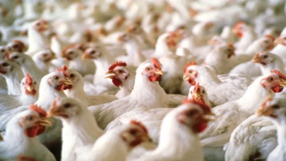 Bulgaristan’da kuş gribi riski artıyor: Yetkililer uyardı