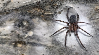 Yunanistan-Arnavutluk sınırında "dünyanın en büyük örümcek ağı" bulundu