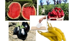 Trakya Tarım Kooperatifi Genel Kurulu 16 Kasım’da