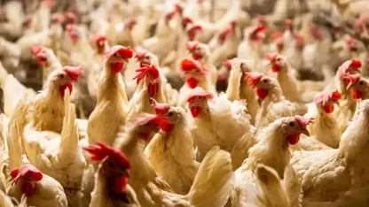 Hollanda’da 117 bin tavuk itlaf edilecek